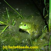 /home//u458753944/public_html/sourcegallery//Frogs/More bullfrogs/P7010222.JPG